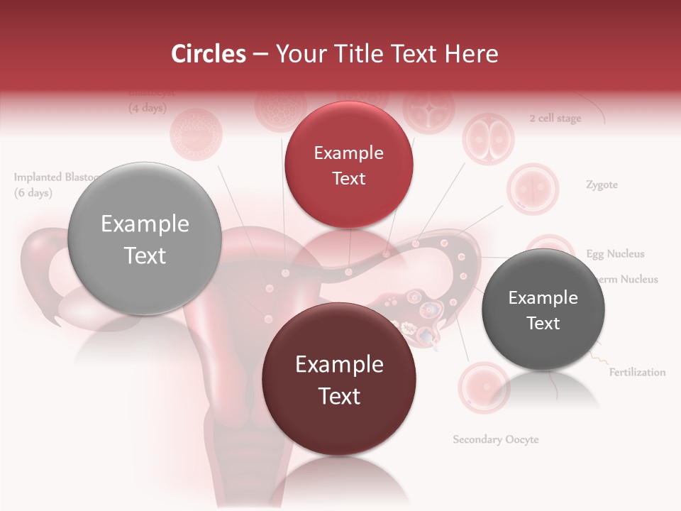 Fertilization Illustration Human PowerPoint Template