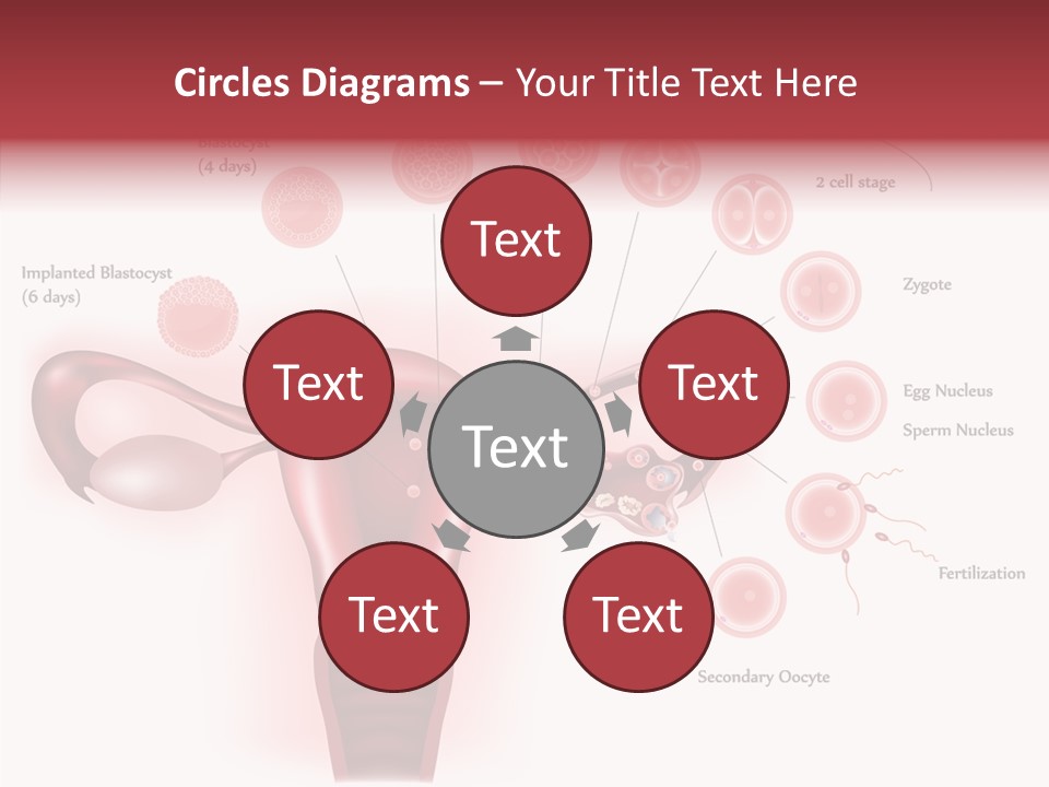 Fertilization Illustration Human PowerPoint Template