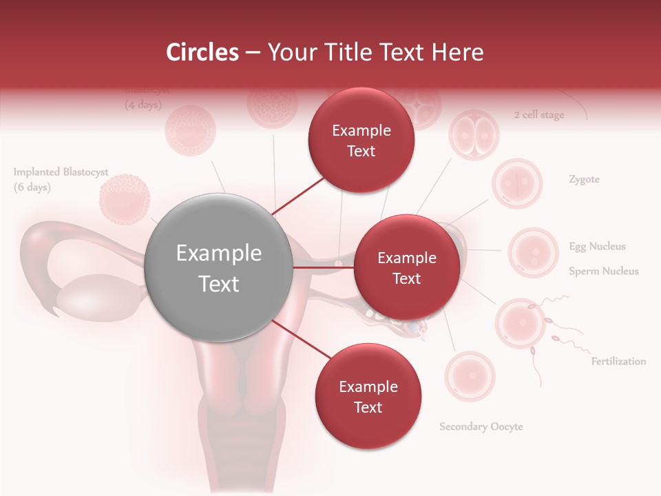 Fertilization Illustration Human PowerPoint Template