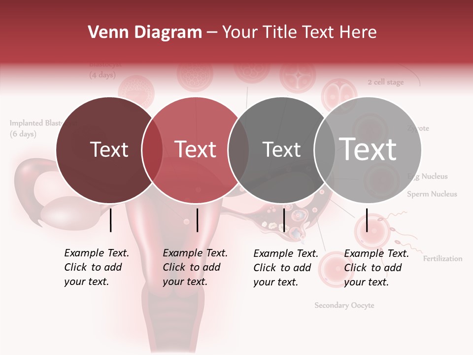 Fertilization Illustration Human PowerPoint Template