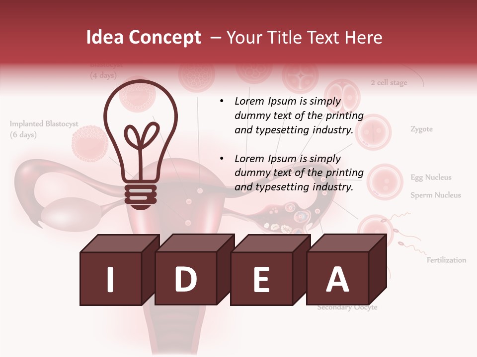 Fertilization Illustration Human PowerPoint Template