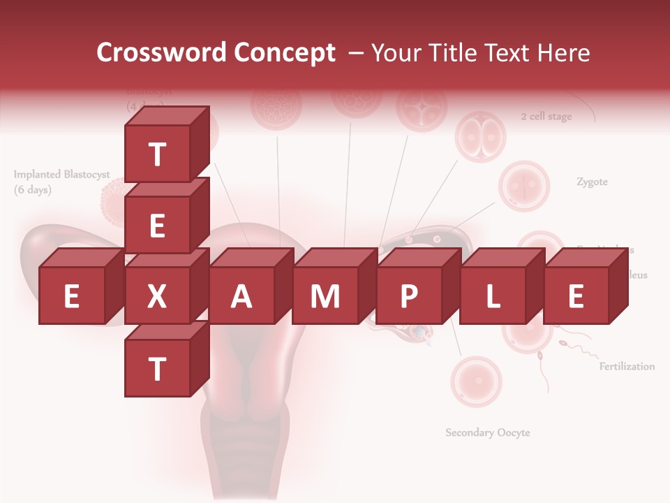 Fertilization Illustration Human PowerPoint Template
