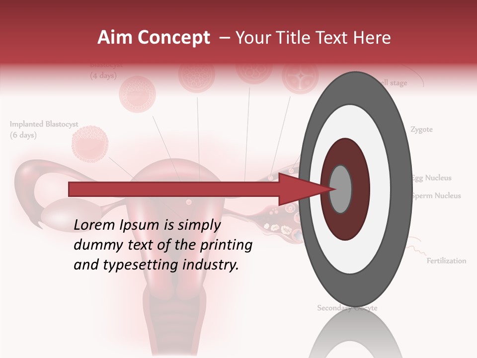 Fertilization Illustration Human PowerPoint Template