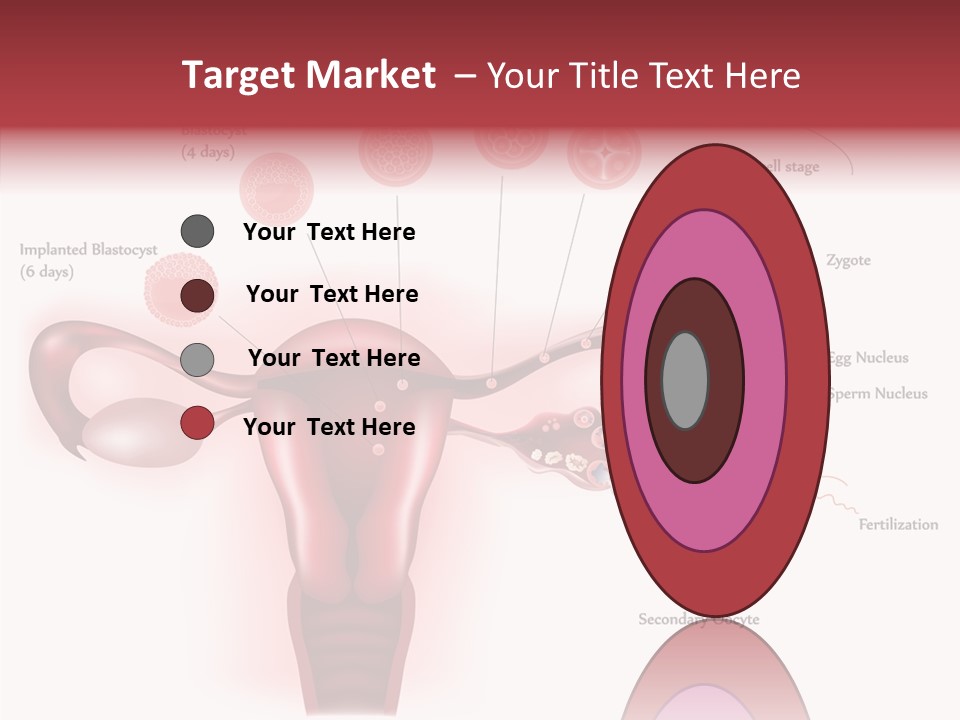 Fertilization Illustration Human PowerPoint Template