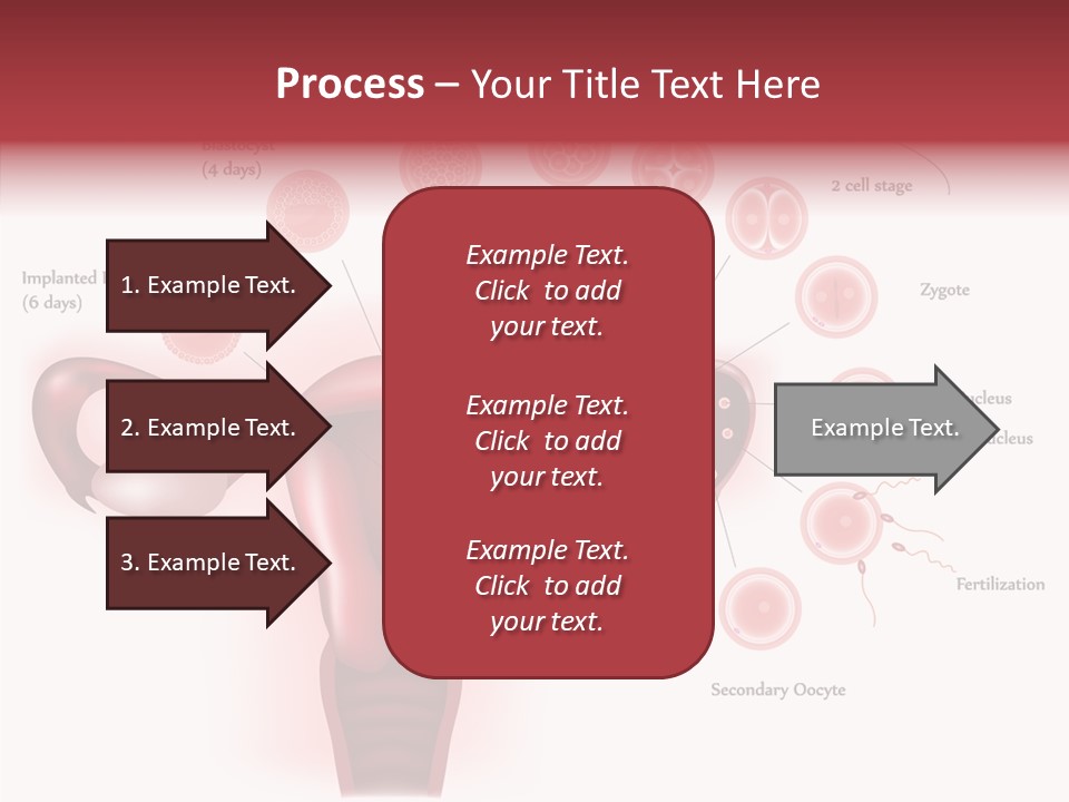 Fertilization Illustration Human PowerPoint Template