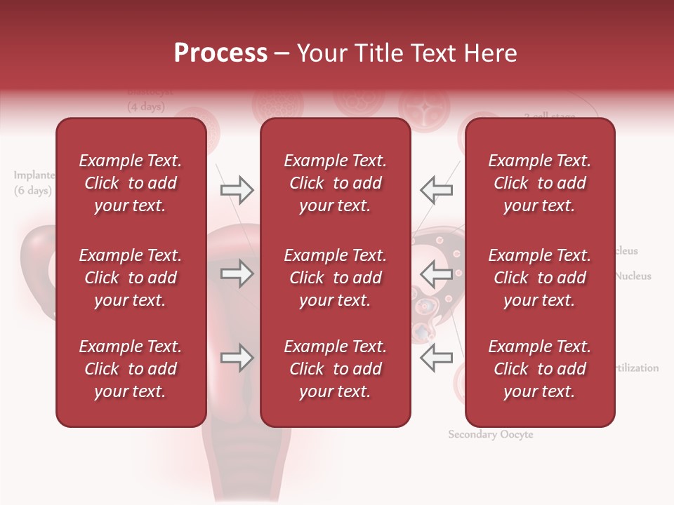 Fertilization Illustration Human PowerPoint Template