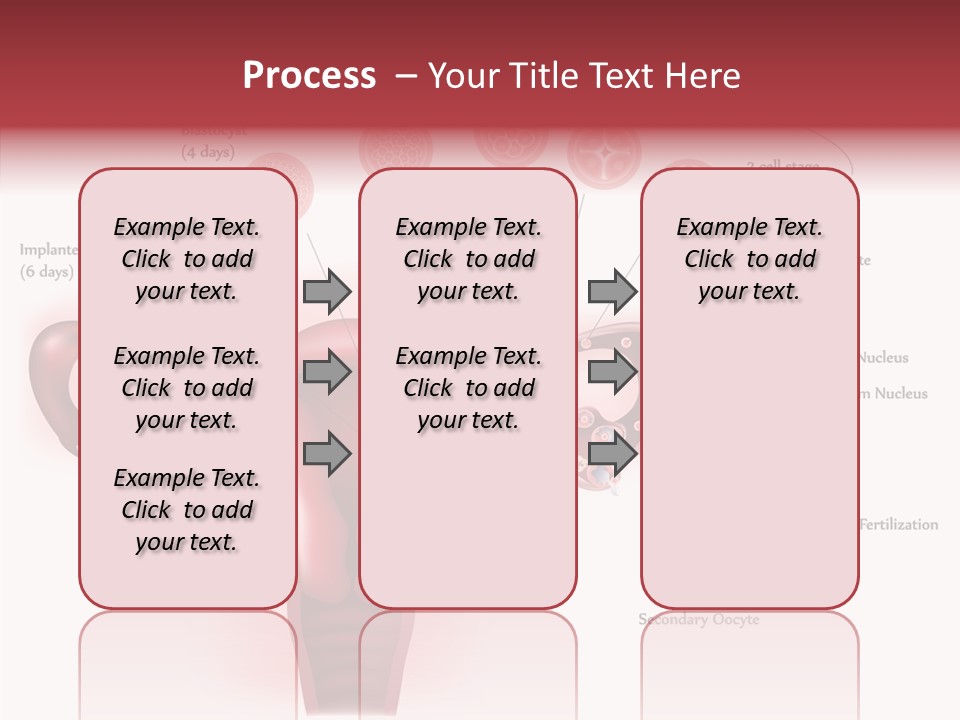 Fertilization Illustration Human PowerPoint Template