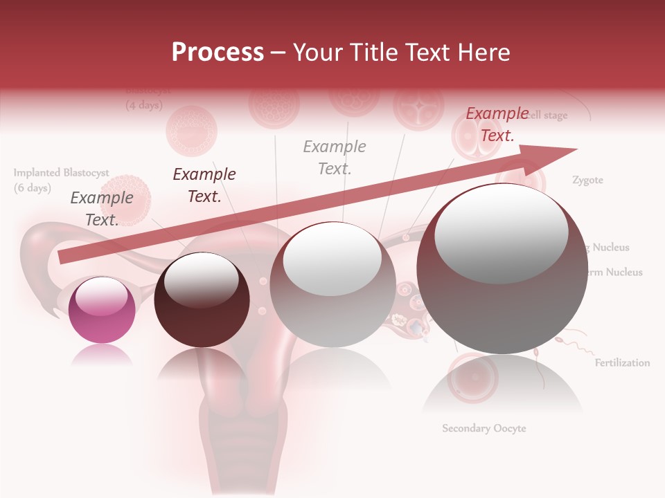 Fertilization Illustration Human PowerPoint Template