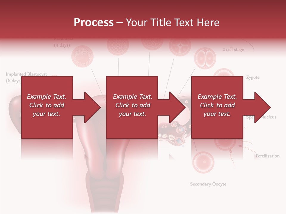 Fertilization Illustration Human PowerPoint Template