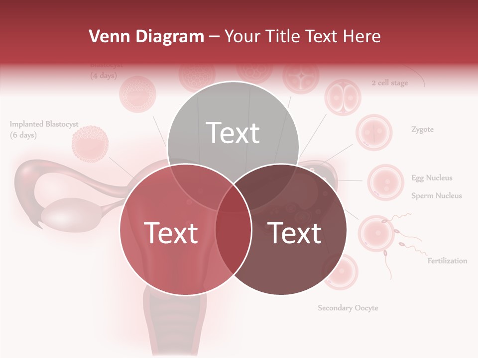 Fertilization Illustration Human PowerPoint Template