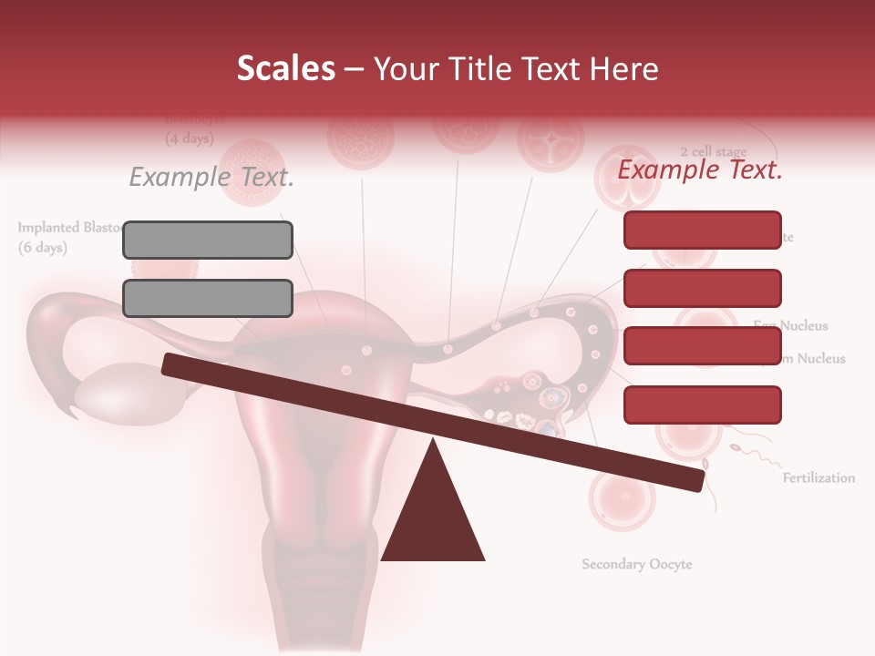 Fertilization Illustration Human PowerPoint Template