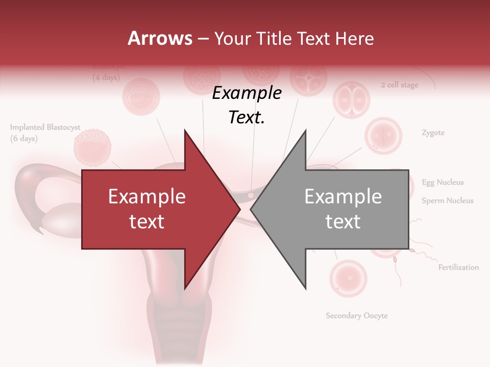 Fertilization Illustration Human PowerPoint Template