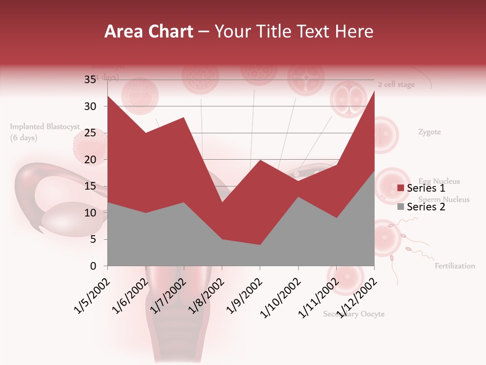 Fertilization Illustration Human PowerPoint Template