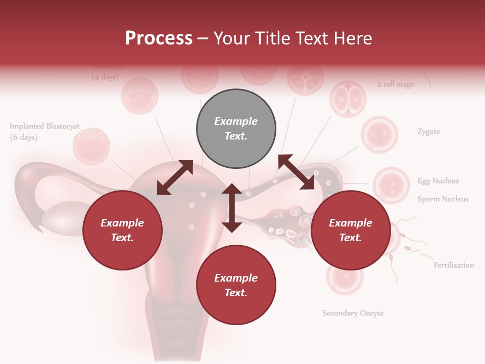 Fertilization Illustration Human PowerPoint Template