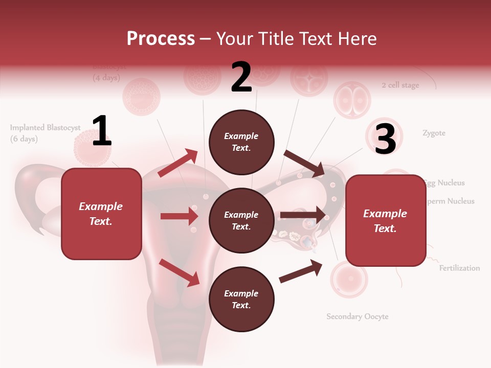 Fertilization Illustration Human PowerPoint Template