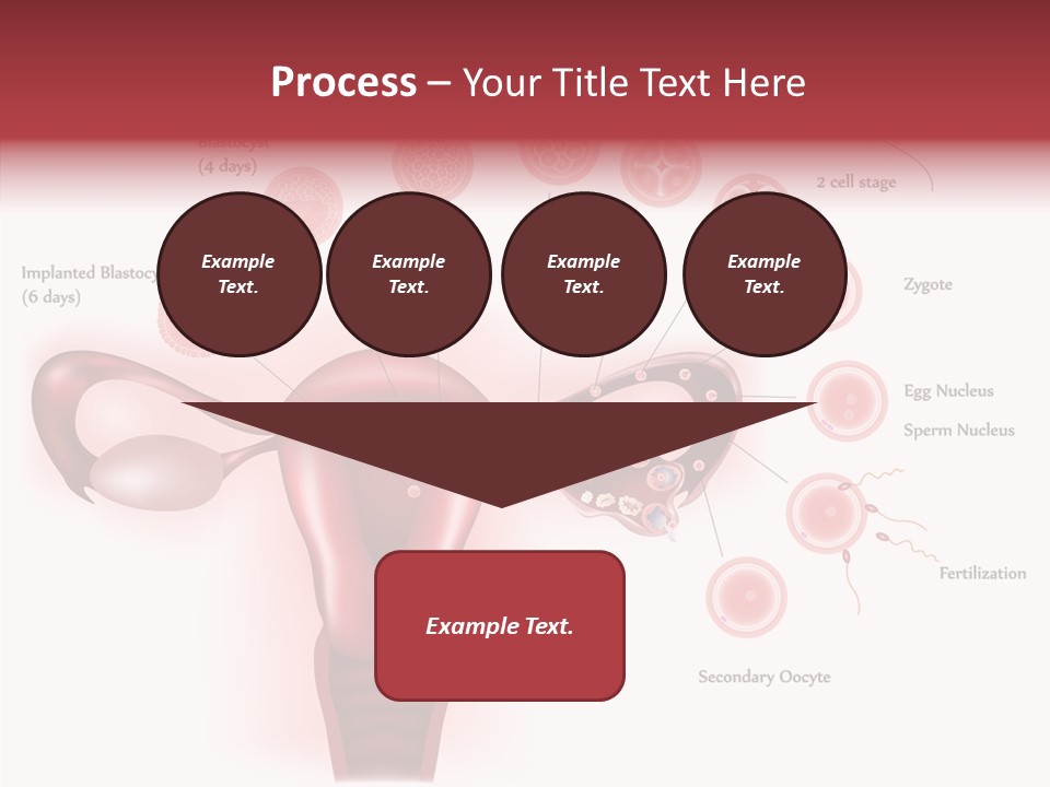 Fertilization Illustration Human PowerPoint Template