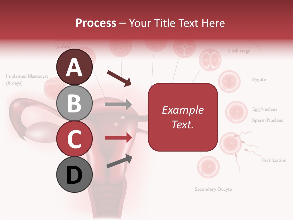 Fertilization Illustration Human PowerPoint Template