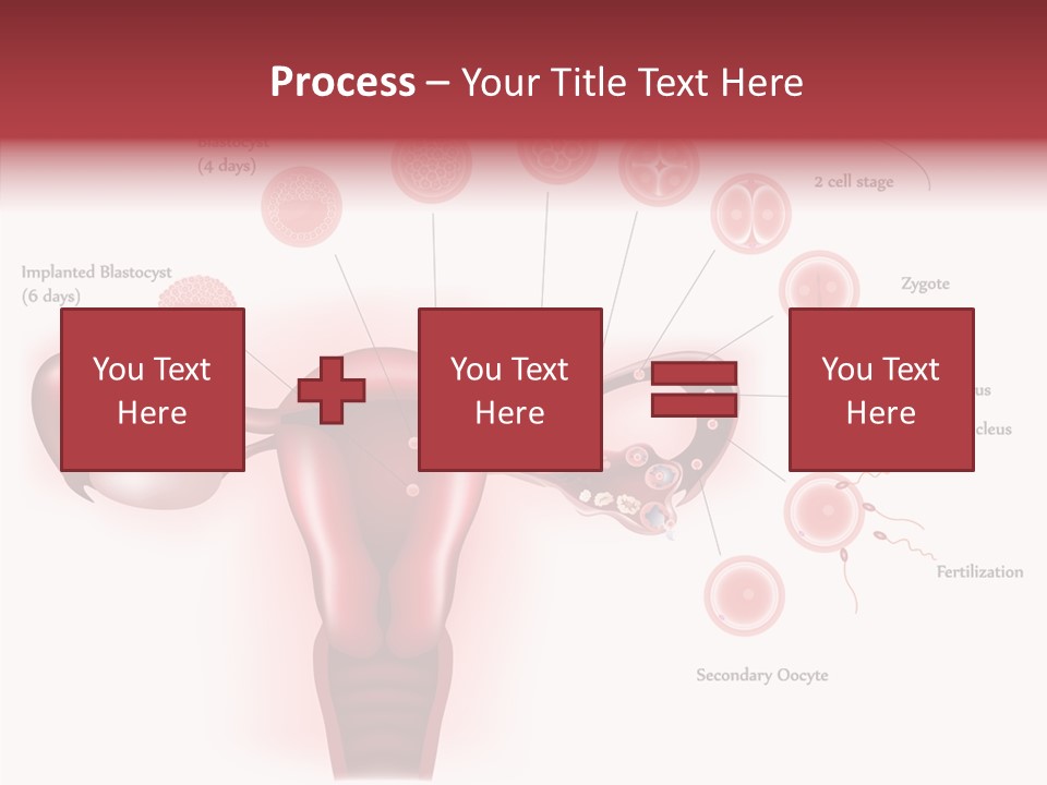 Fertilization Illustration Human PowerPoint Template