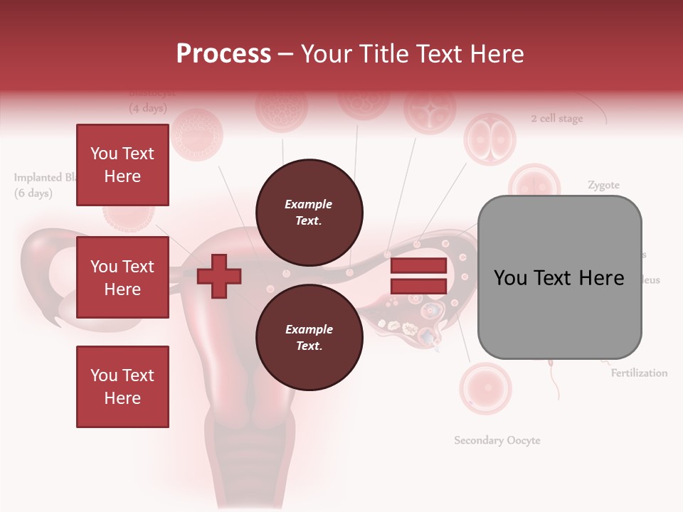 Fertilization Illustration Human PowerPoint Template