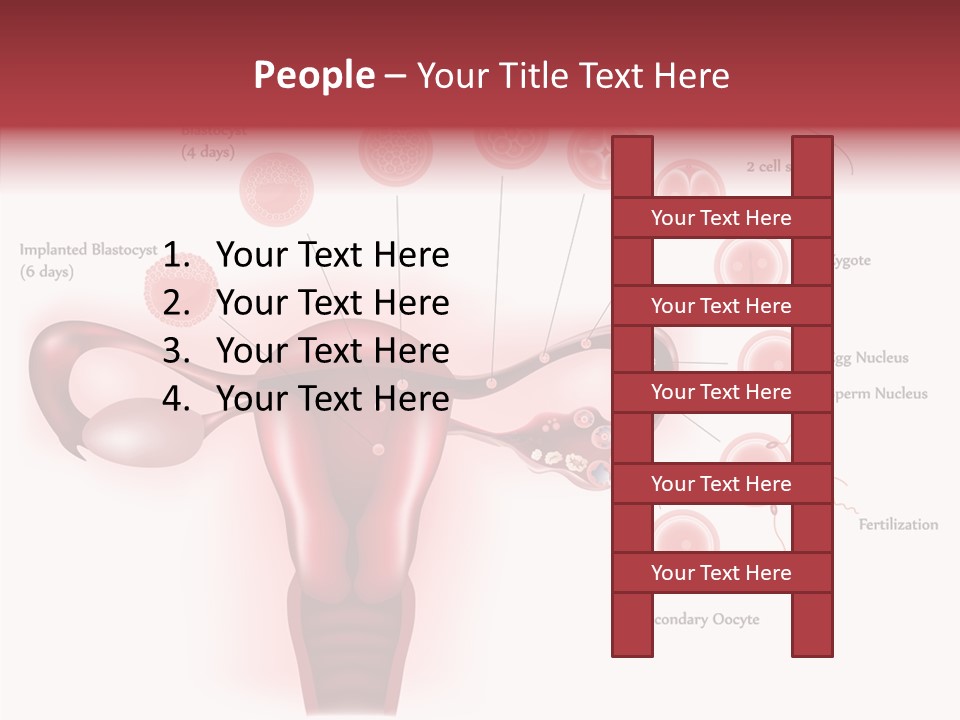 Fertilization Illustration Human PowerPoint Template