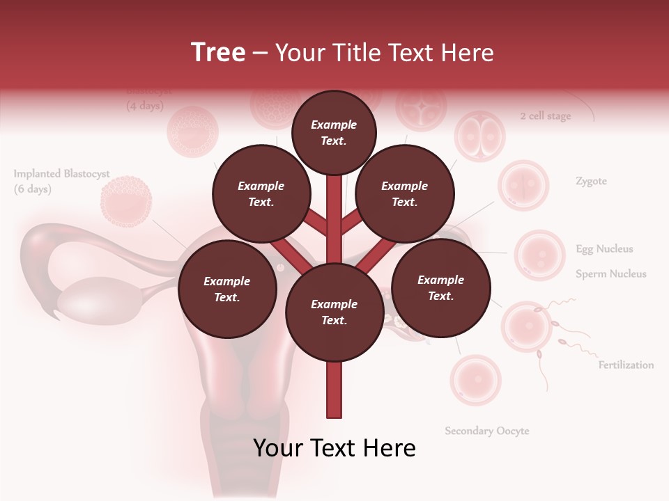 Fertilization Illustration Human PowerPoint Template
