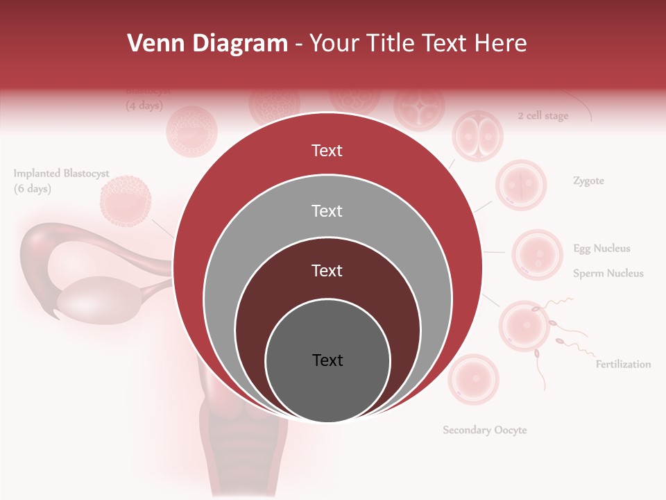 Fertilization Illustration Human PowerPoint Template