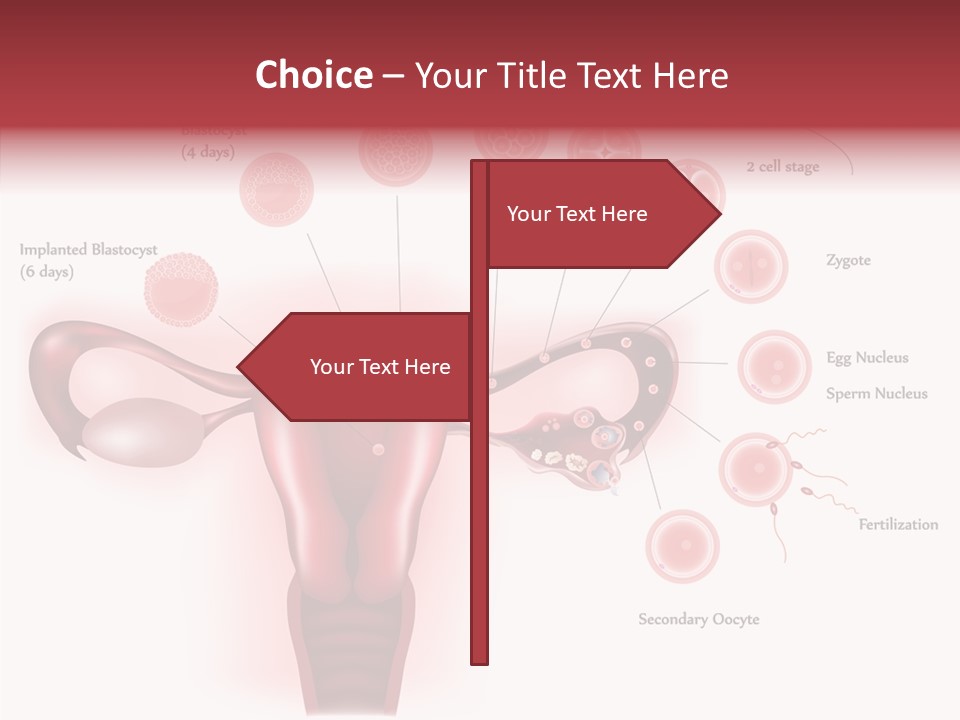 Fertilization Illustration Human PowerPoint Template