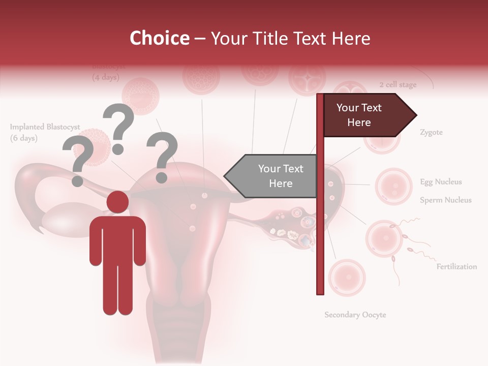 Fertilization Illustration Human PowerPoint Template