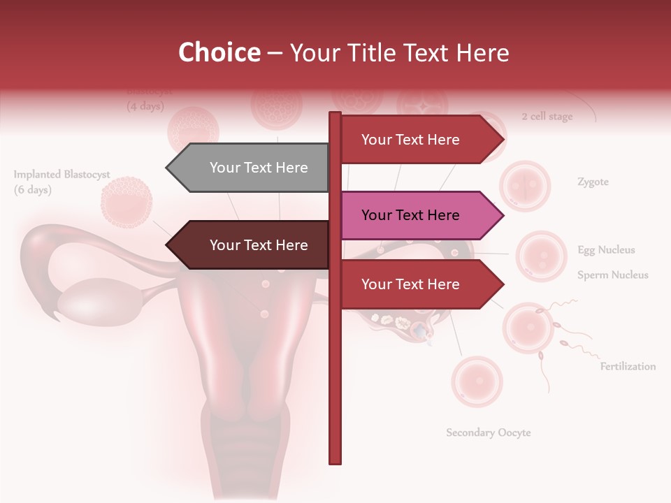 Fertilization Illustration Human PowerPoint Template