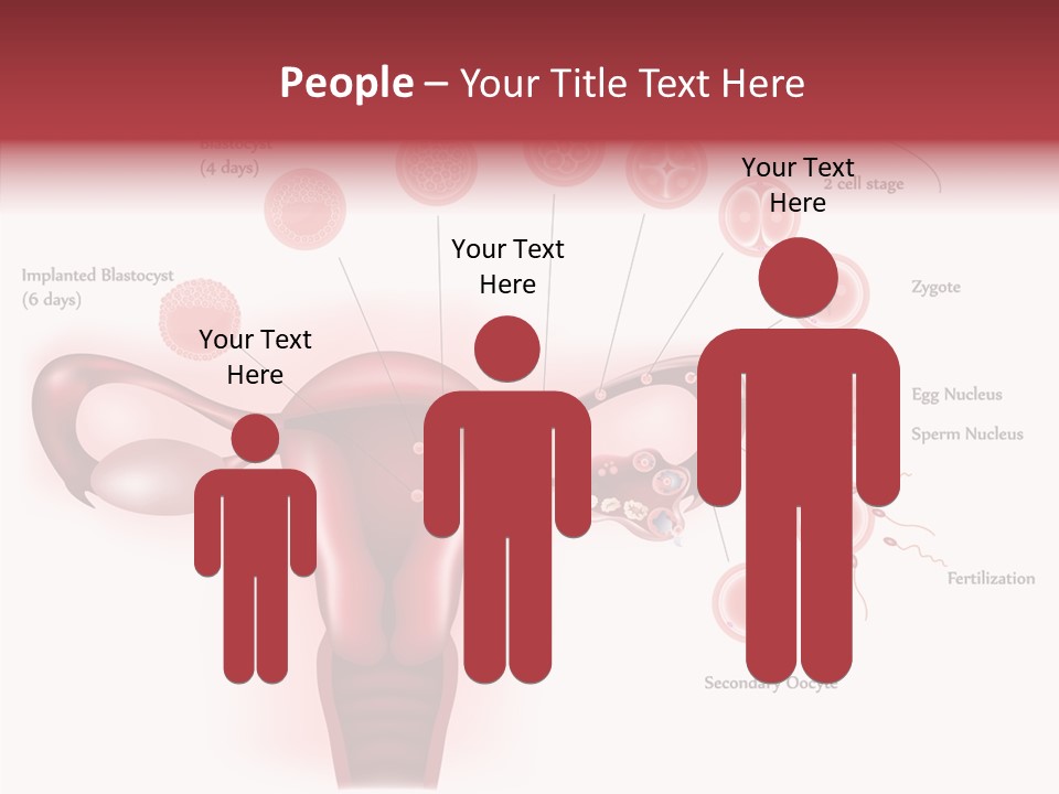 Fertilization Illustration Human PowerPoint Template