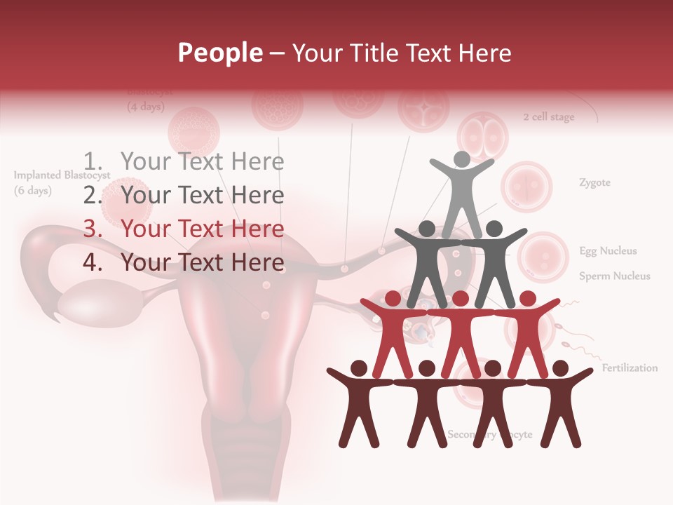 Fertilization Illustration Human PowerPoint Template