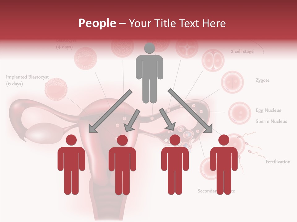 Fertilization Illustration Human PowerPoint Template