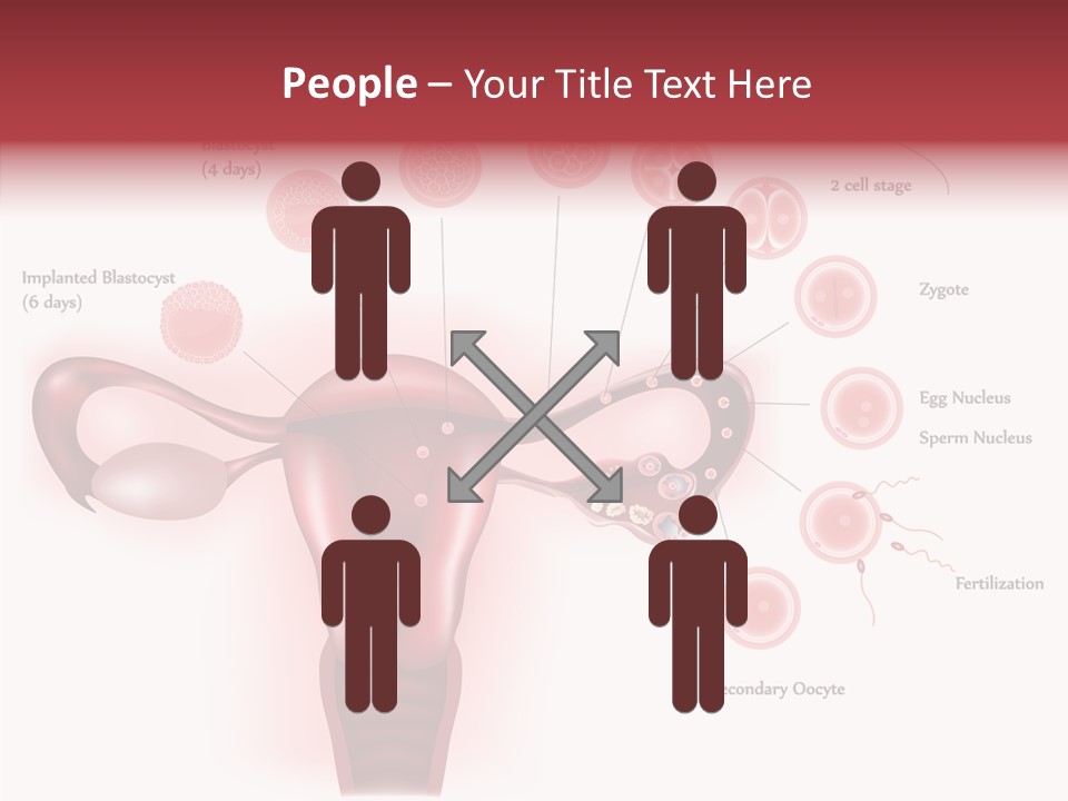 Fertilization Illustration Human PowerPoint Template