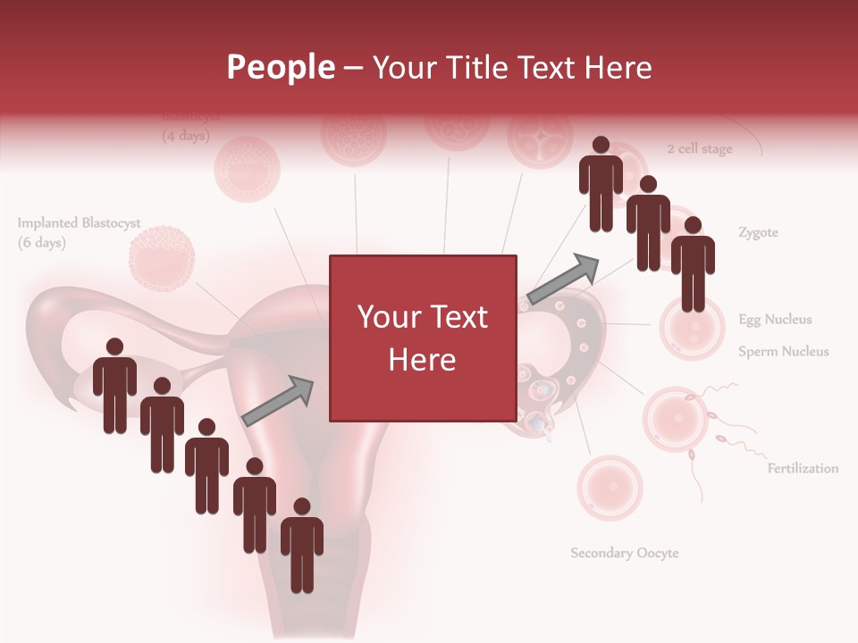Fertilization Illustration Human PowerPoint Template