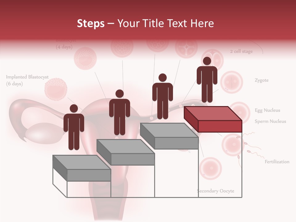 Fertilization Illustration Human PowerPoint Template