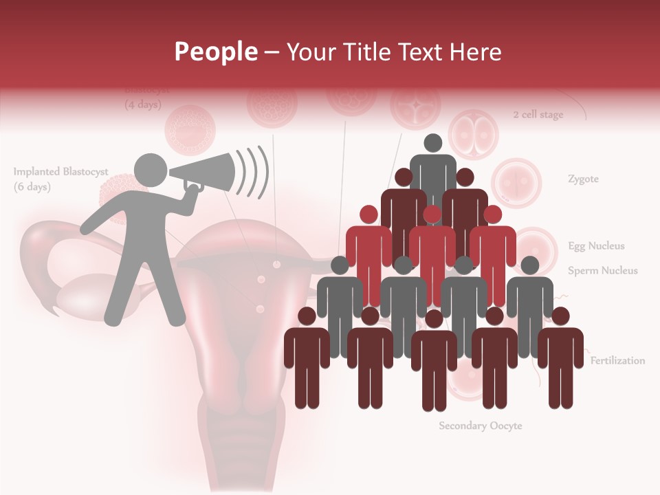 Fertilization Illustration Human PowerPoint Template