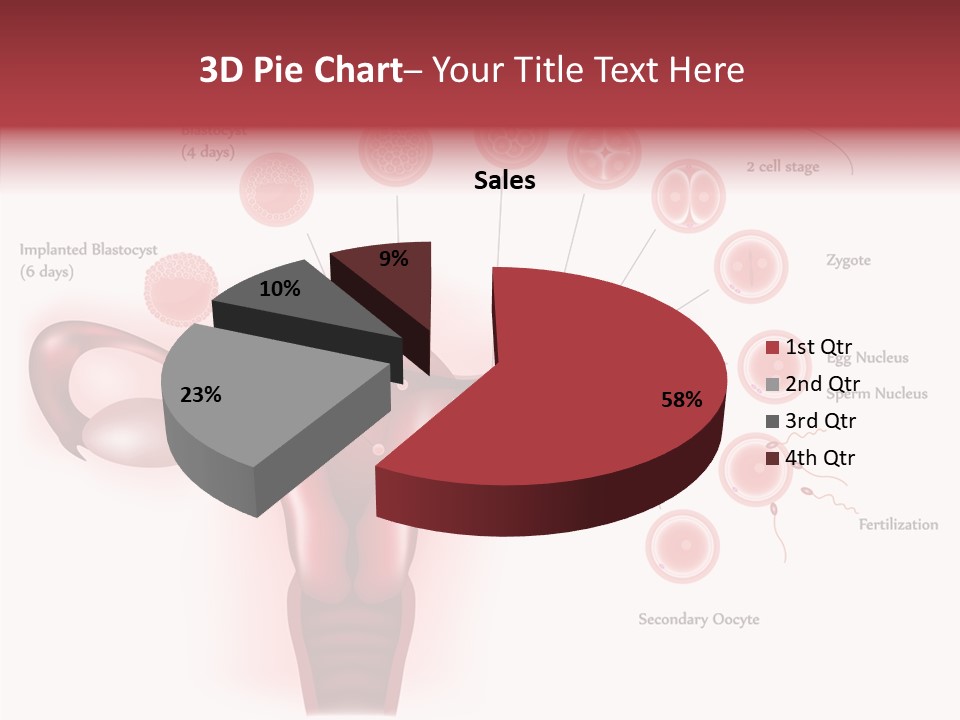 Fertilization Illustration Human PowerPoint Template