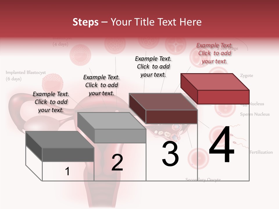 Fertilization Illustration Human PowerPoint Template