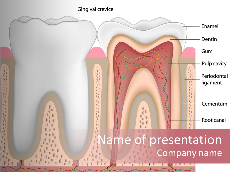 Tooth Crevice Medicine PowerPoint Template