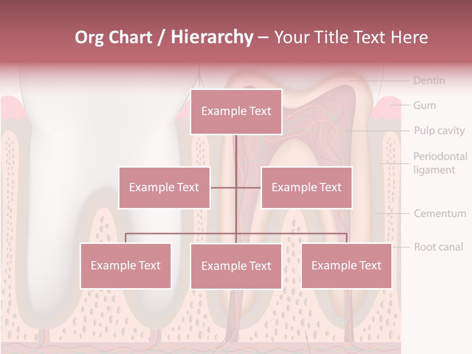 Tooth Crevice Medicine PowerPoint Template
