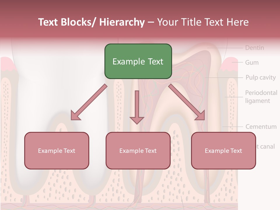 Tooth Crevice Medicine PowerPoint Template