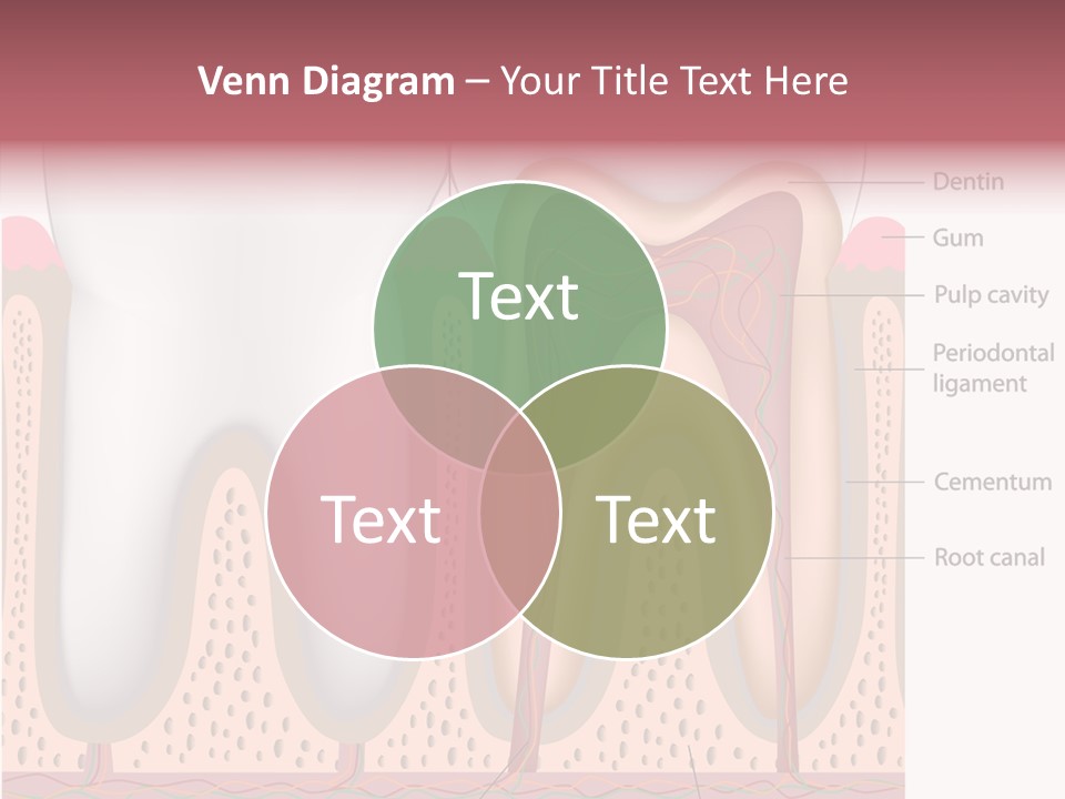 Tooth Crevice Medicine PowerPoint Template