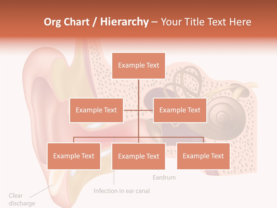 Eustachian Inner Sound PowerPoint Template