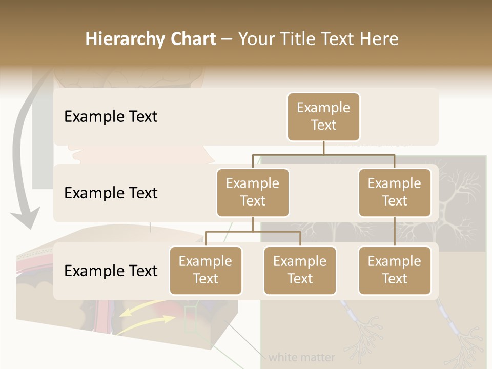 Healthcare Matter Mater PowerPoint Template