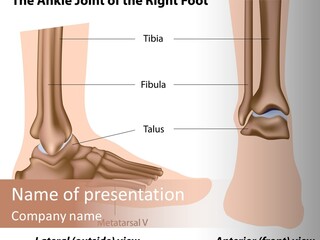 Healthy Anatomical Articular PowerPoint Template