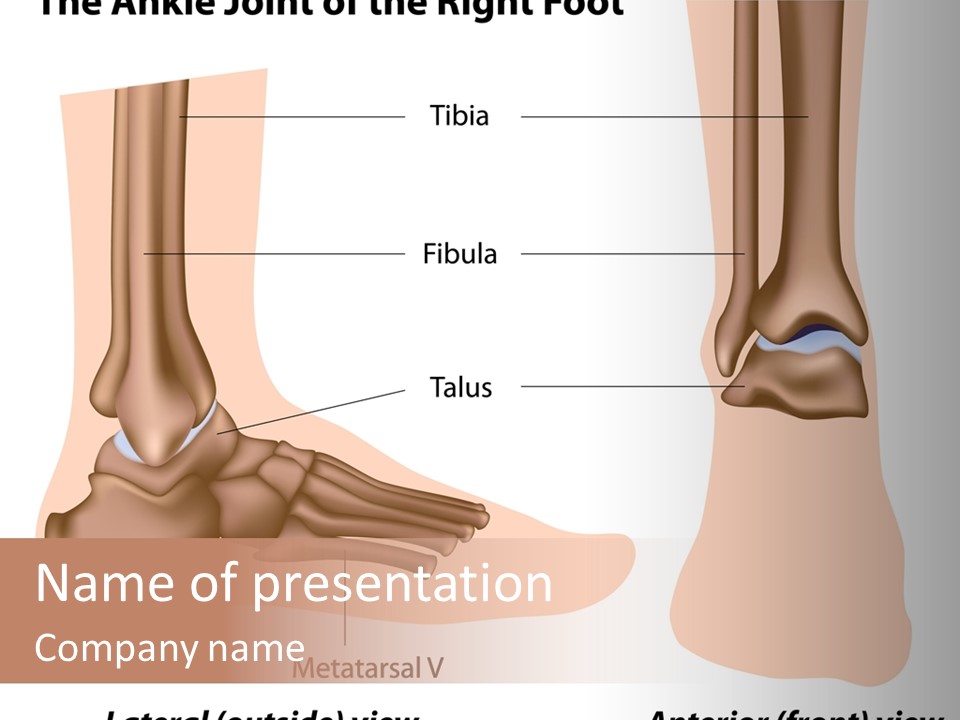 Healthy Anatomical Articular PowerPoint Template