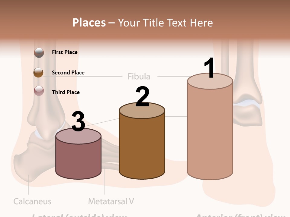 Healthy Anatomical Articular PowerPoint Template