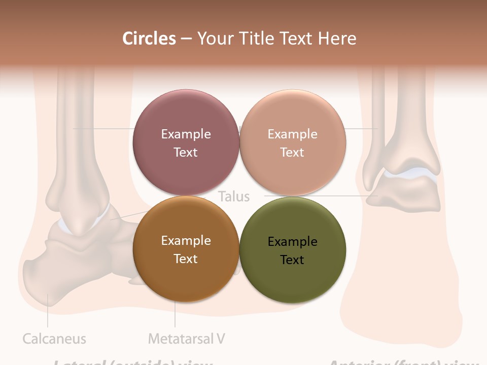 Healthy Anatomical Articular PowerPoint Template