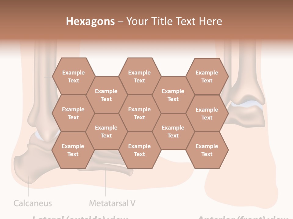 Healthy Anatomical Articular PowerPoint Template