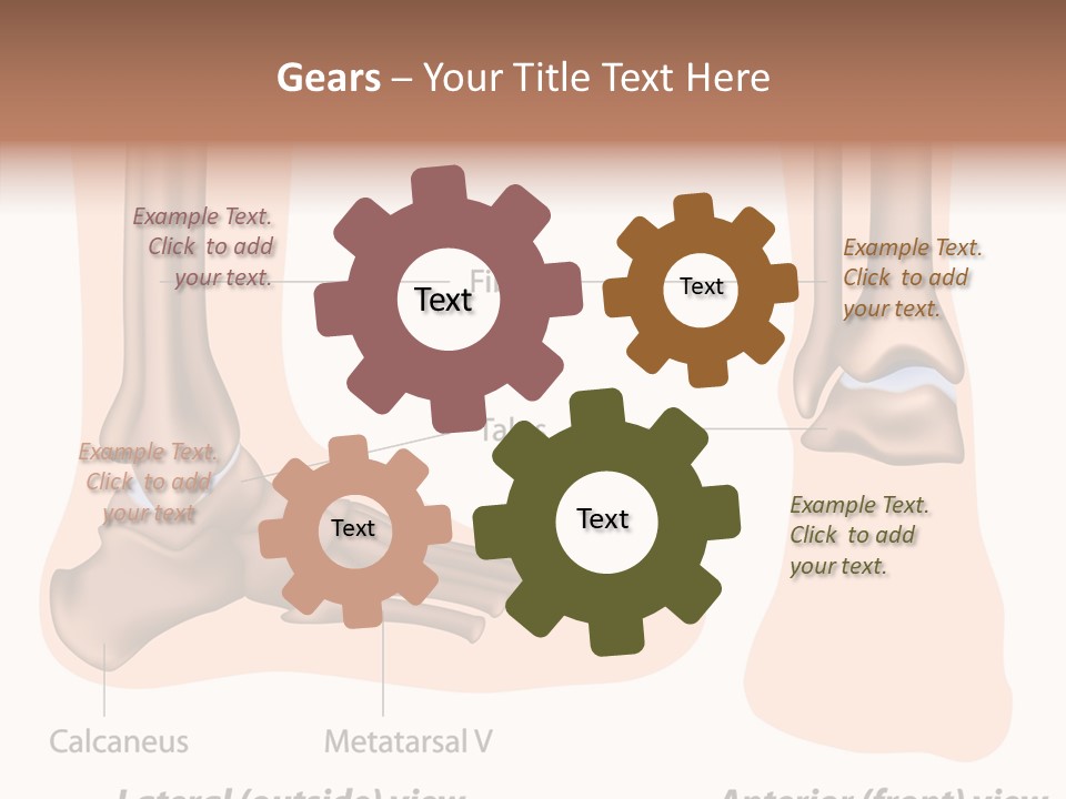 Healthy Anatomical Articular PowerPoint Template